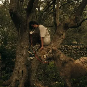 ema among the old olive trees at dusk, reaching towards the pony